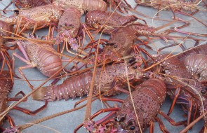 Western Rock Lobster